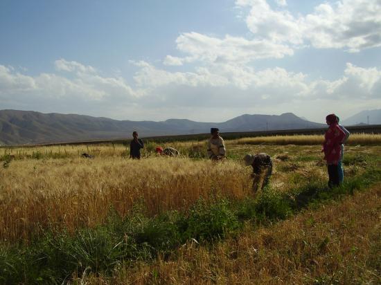 la saison de moissonage 2010